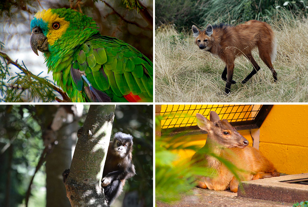 composição com quatro fotos em que aparecem um papagaio, um lobo, um macaco e um veado