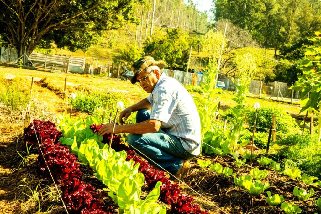 imagem mostra homem abaixado junto à uma fileira de plantas em um horta