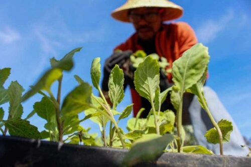 imagem mostra um homem cuidando de uma horta