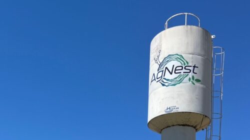 agnest